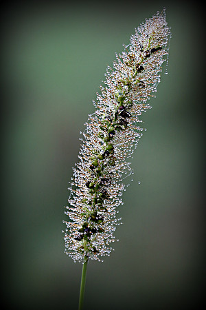 Dew