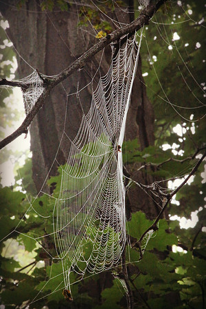 Web