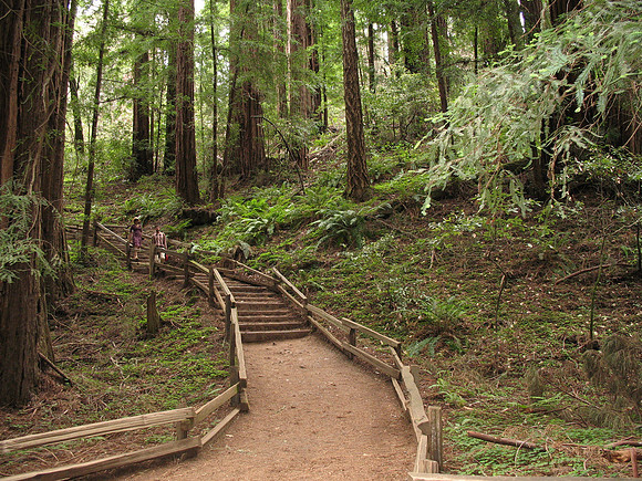 Muir Woods, Ca.