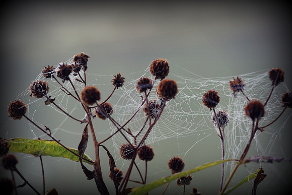 Web