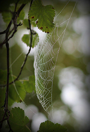 Web