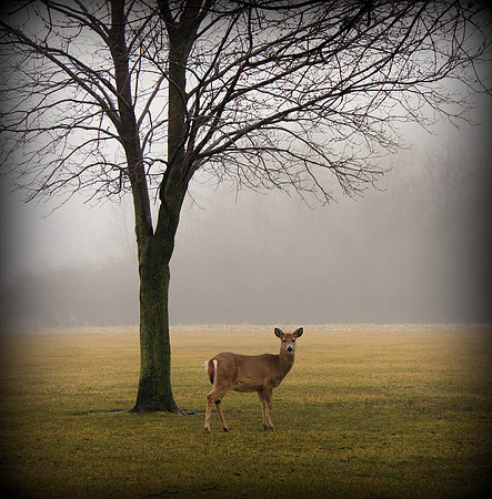 Deer