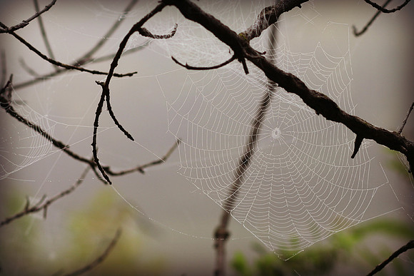 Web