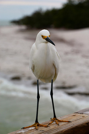 Sanabel, Fl.