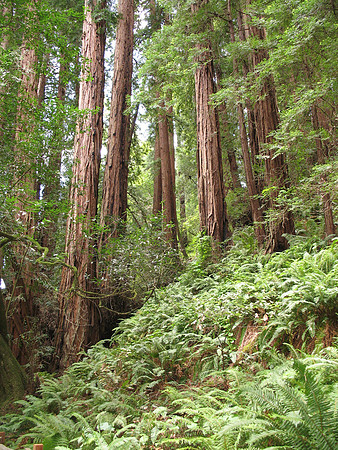 Muir Woods, Ca.