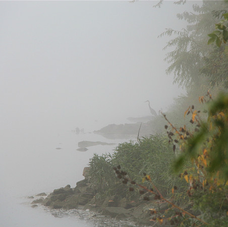 Fog