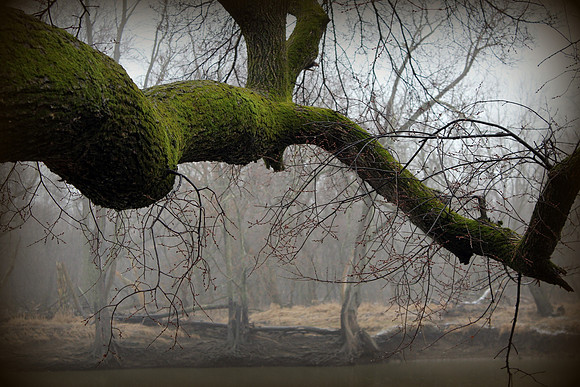 Moss