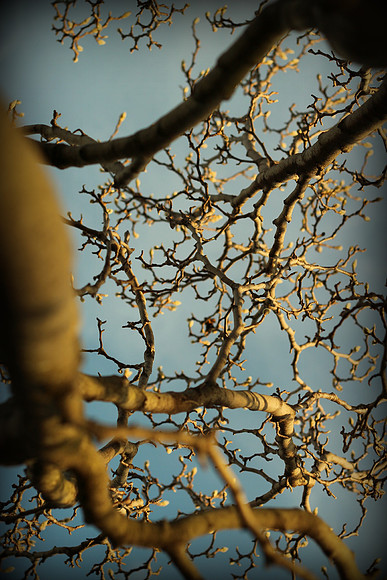 Dogwood Reaching