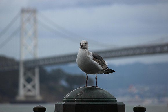 Bay Poser