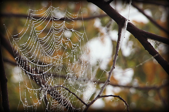 Web