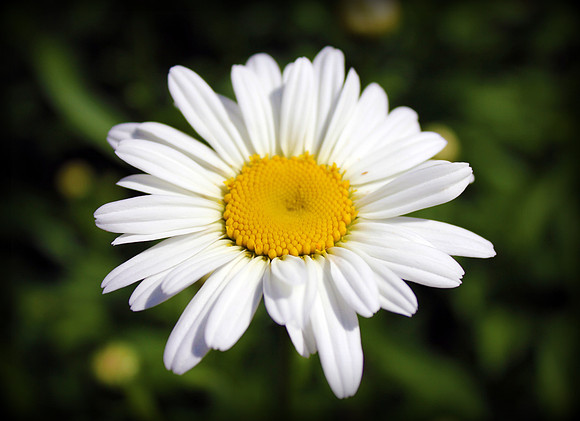 Daisy