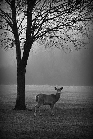 Deer