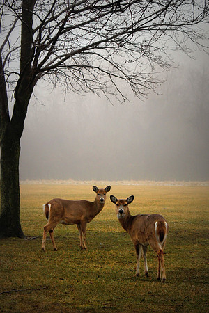 Deer