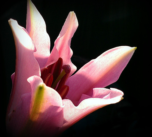 Lillium